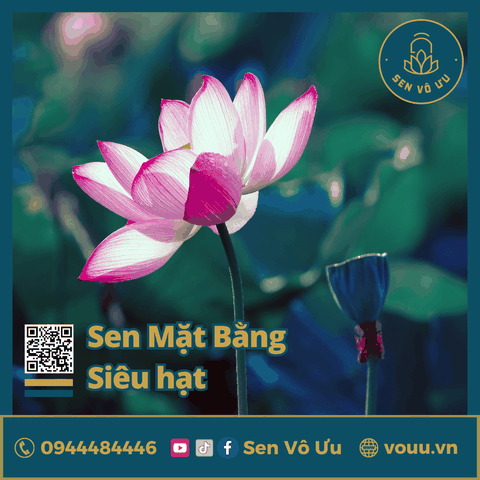 Giống sen Mặt Bằng Ba Vì siêu hạt | Sen Vô Ưu