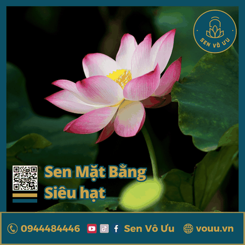 Giống sen Mặt Bằng Ba Vì siêu hạt | Sen Vô Ưu