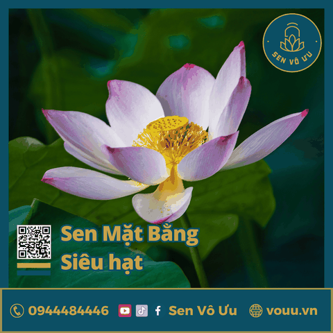 Giống sen Mặt Bằng Ba Vì siêu hạt | Sen Vô Ưu