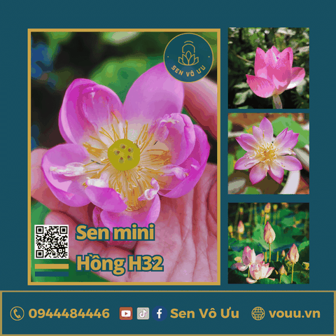 Giống sen mini hồng cánh đơn Meadow | Sen Vô Ưu