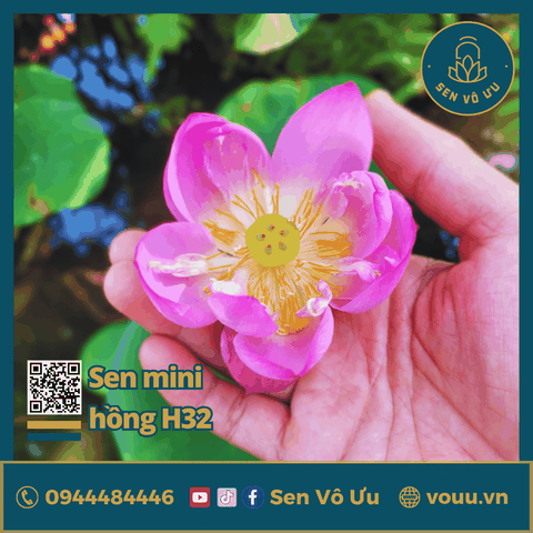 Giống sen mini hồng cánh đơn Meadow | Sen Vô Ưu