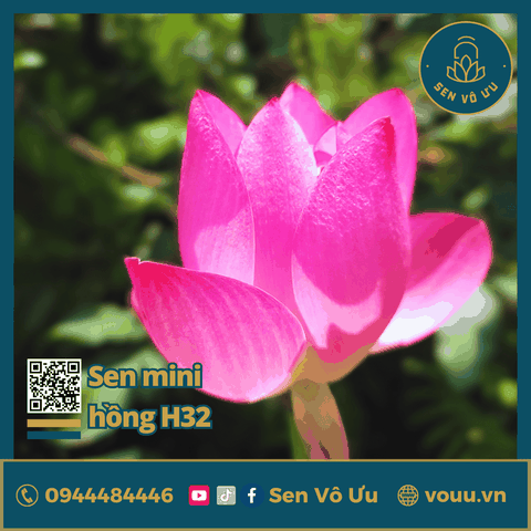 Giống sen mini hồng cánh đơn Meadow | Sen Vô Ưu