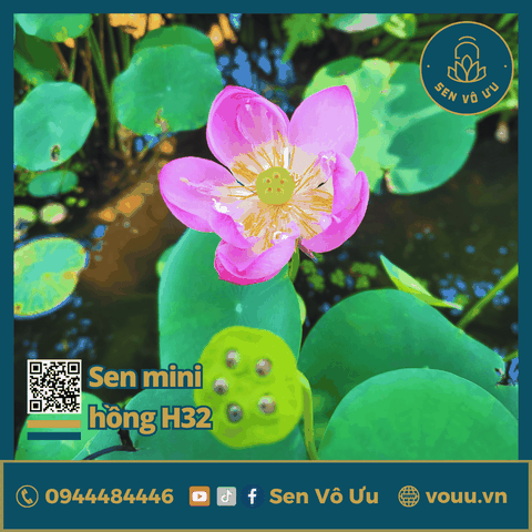 Giống sen mini hồng cánh đơn Meadow | Sen Vô Ưu