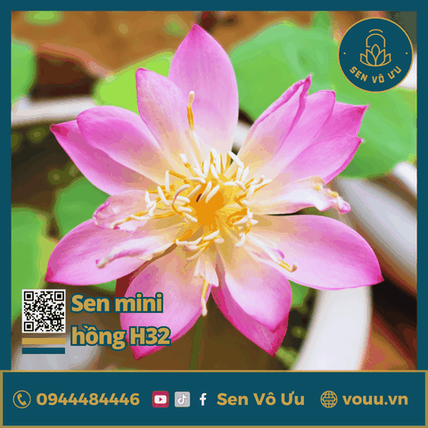 Giống sen mini hồng cánh đơn Meadow | Sen Vô Ưu