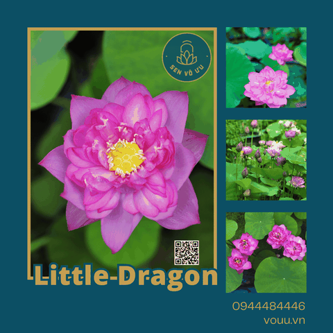Củ giống sen Little Dragon siêu hoa | Sen Vô Ưu