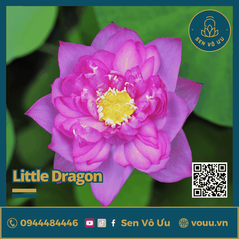 Củ giống sen Little Dragon siêu hoa | Sen Vô Ưu