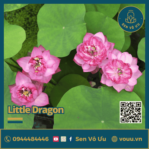 Củ giống sen Little Dragon siêu hoa | Sen Vô Ưu