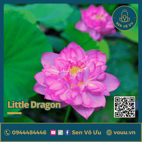 Củ giống sen Little Dragon siêu hoa | Sen Vô Ưu