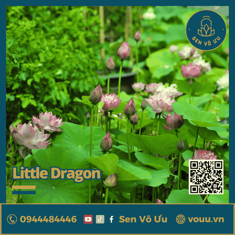 Củ giống sen Little Dragon siêu hoa | Sen Vô Ưu