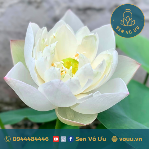 Củ giống Sen Taihu Deep Love | Sen Vô Ưu