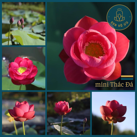 Củ giống sen mini Thác Đá | Sen Vô Ưu