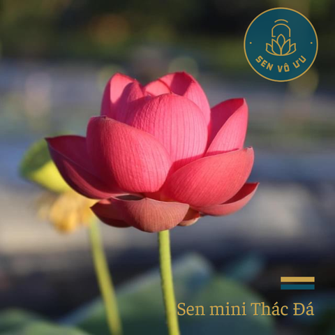 Củ giống sen mini Thác Đá | Sen Vô Ưu