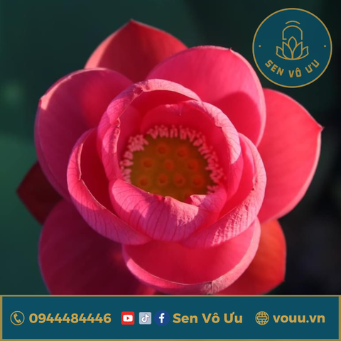 Củ giống sen mini Thác Đá | Sen Vô Ưu