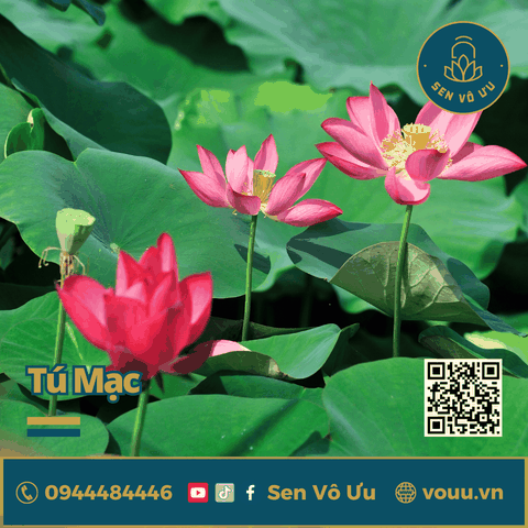 Củ giống sen mini Tú Mạc | Sen Vô Ưu