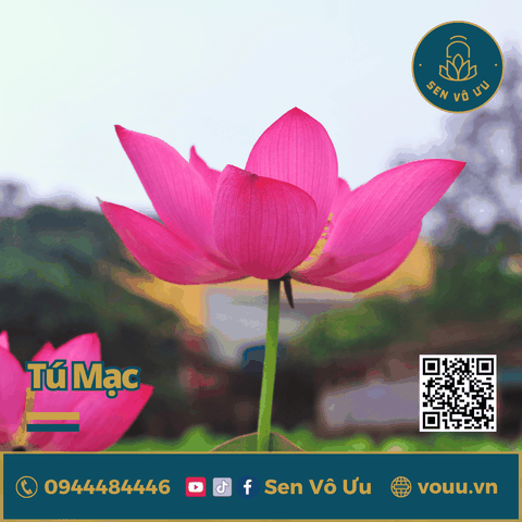 Củ giống sen mini Tú Mạc | Sen Vô Ưu