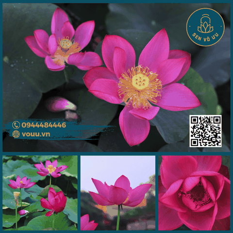 Củ giống sen mini Tú Mạc | Sen Vô Ưu