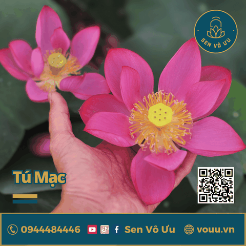 Củ giống sen mini Tú Mạc | Sen Vô Ưu