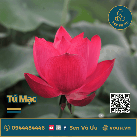 Củ giống sen mini Tú Mạc | Sen Vô Ưu