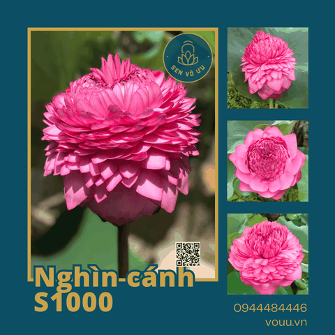 Củ giống sen nghìn cánh S1000 - Ultimate Thousand Petal Lotus | Sen Vô Ưu