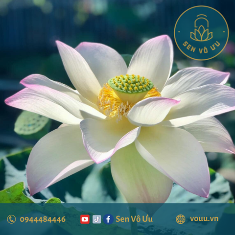 Củ giống sen Nguyệt Liên