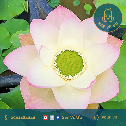 Củ giống sen Nguyệt Liên