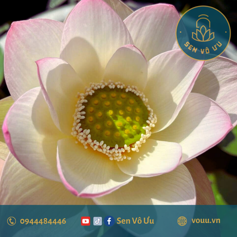 Củ giống sen Nguyệt Liên