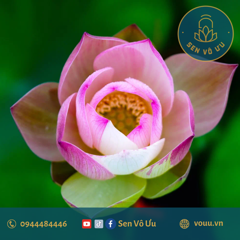 Củ giống sen Nhị Sắc | Sen Vô Ưu