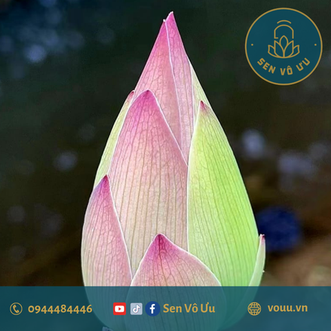 Củ giống sen Nhị Sắc | Sen Vô Ưu