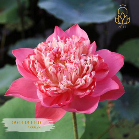 Củ giống sen Quan Âm hồng