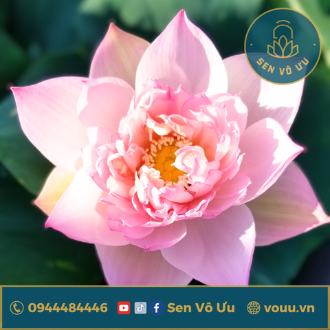 Củ giống Sen Quý Phi | Sen Vô Ưu