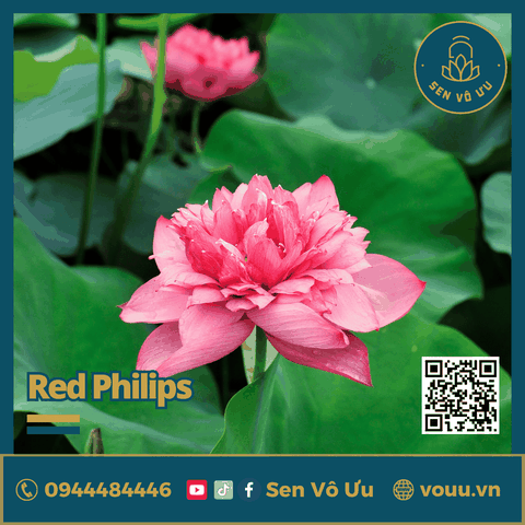 Giống sen đỏ Red Philips lotus | Sen Vô Ưu