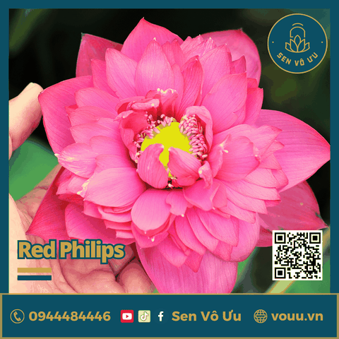 Giống sen đỏ Red Philips lotus | Sen Vô Ưu
