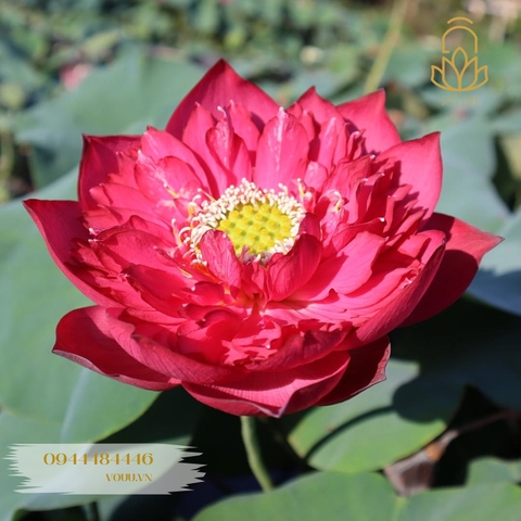 Củ giống sen Red Phoenix