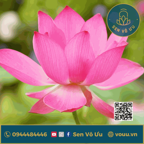 Củ giống sen super 14b | Sen Vô Ưu