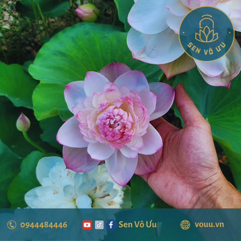 Giống sen ngẫu nhiên | Sen Vô Ưu