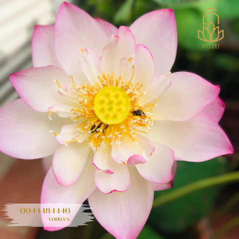 Củ giống sen Tiểu Yến