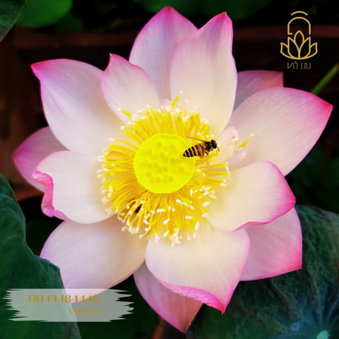 Củ giống sen Tiểu Yến