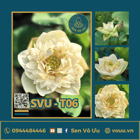 Giống sen trắng SVU-T06 | Sen Vô Ưu