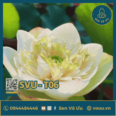 Giống sen trắng SVU-T06 | Sen Vô Ưu