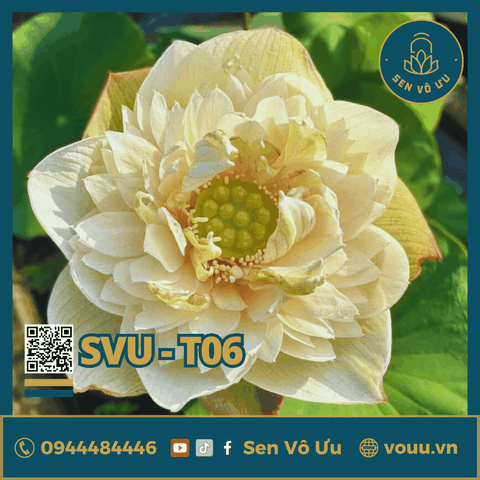Giống sen trắng SVU-T06 | Sen Vô Ưu