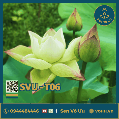 Giống sen trắng SVU-T06 | Sen Vô Ưu