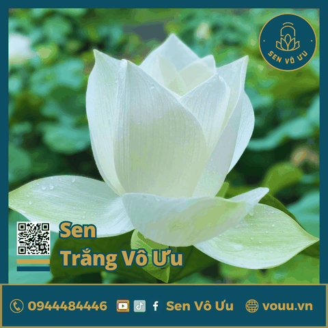 Giống sen Trắng Vô Ưu | Sen Vô Ưu