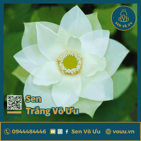 Giống sen Trắng Vô Ưu | Sen Vô Ưu