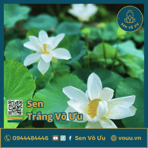 Giống sen Trắng Vô Ưu | Sen Vô Ưu