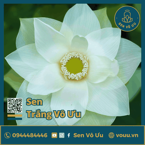 Giống sen Trắng Vô Ưu | Sen Vô Ưu