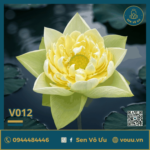 Giống sen vàng Golden Builder V012 | Sen Vô Ưu