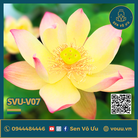 Giống sen Lộc Thành Thu | Sen Vô Ưu