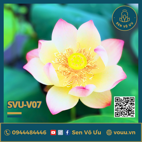 Giống sen Lộc Thành Thu | Sen Vô Ưu