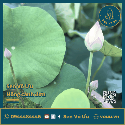 Giống sen Vô Ưu hồng cánh đơn | Sen Vô Ưu