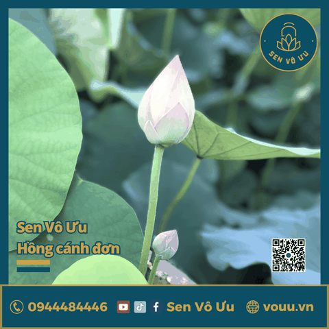 Giống sen Vô Ưu hồng cánh đơn | Sen Vô Ưu